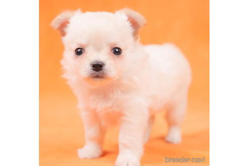 成約済の東京都のチワワ(ロングコート)-200329の1枚目